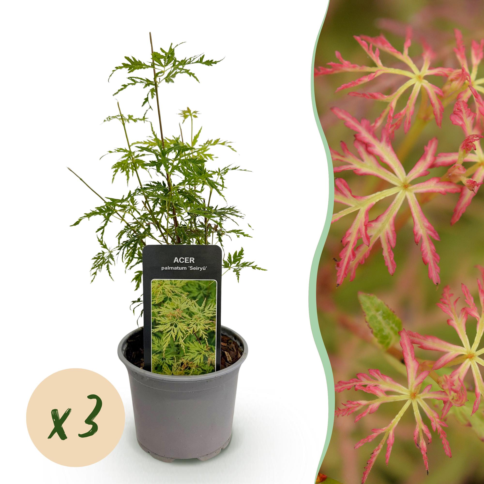 Ahornbaum Acer palmatum Seiryu – 3 Pflanzen – 12cm – Höhe ca. 35cm – Pflegeleichter japanischer Ahorn mit tiefgrünem, fein geschnittenem Laub
