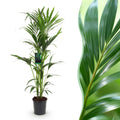 Howea Forsteriana – Kentia – Palme – 140-150cm – Ø24cm – Pflegeleichte Zimmerpalme mit gefiederten Blättern – Tropische Grünpflanze für Innenräume – Plant