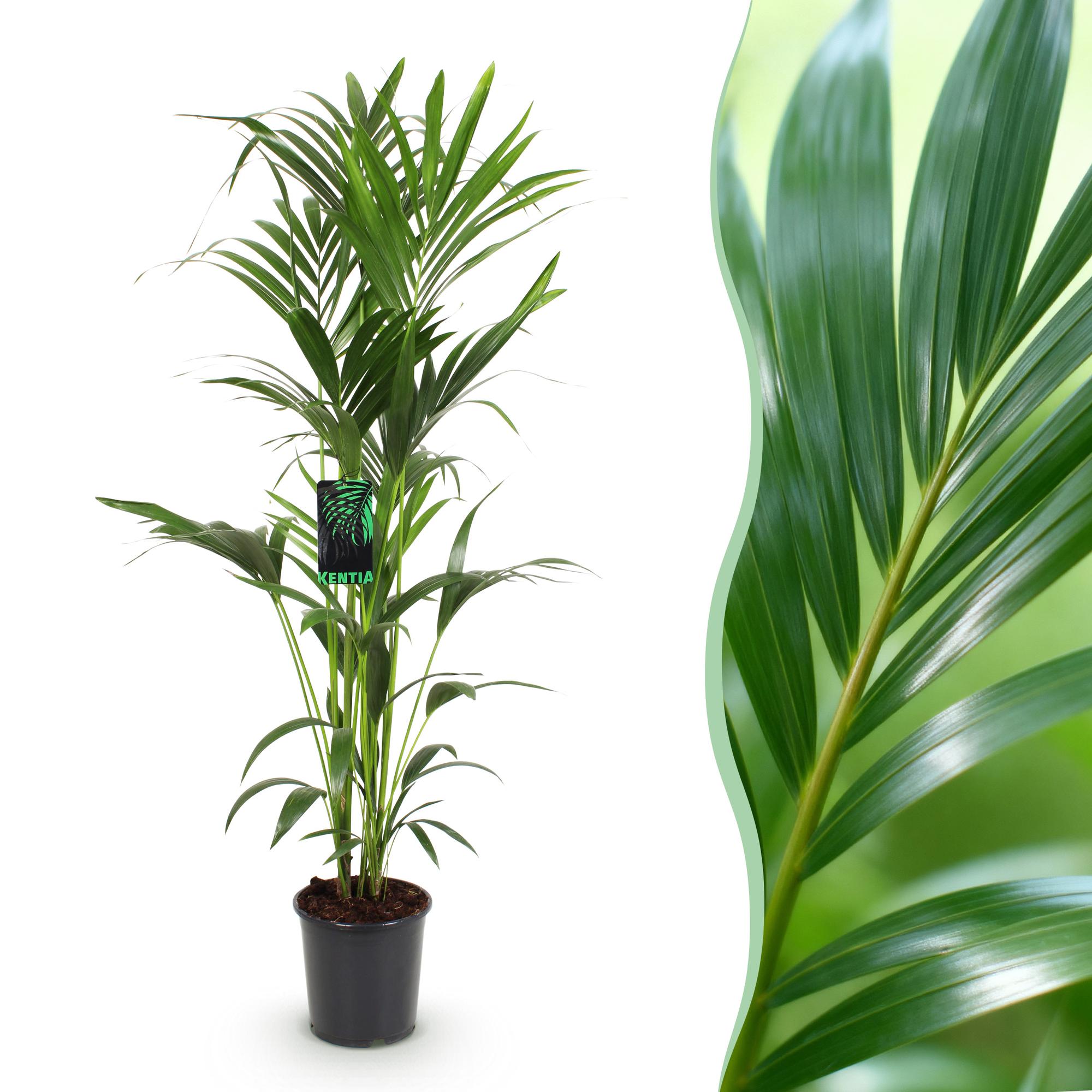 Howea Forsteriana – Kentia – Palme – 140-150cm – Ø24cm – Pflegeleichte Zimmerpalme mit gefiederten Blättern – Tropische Grünpflanze für Innenräume – Plant