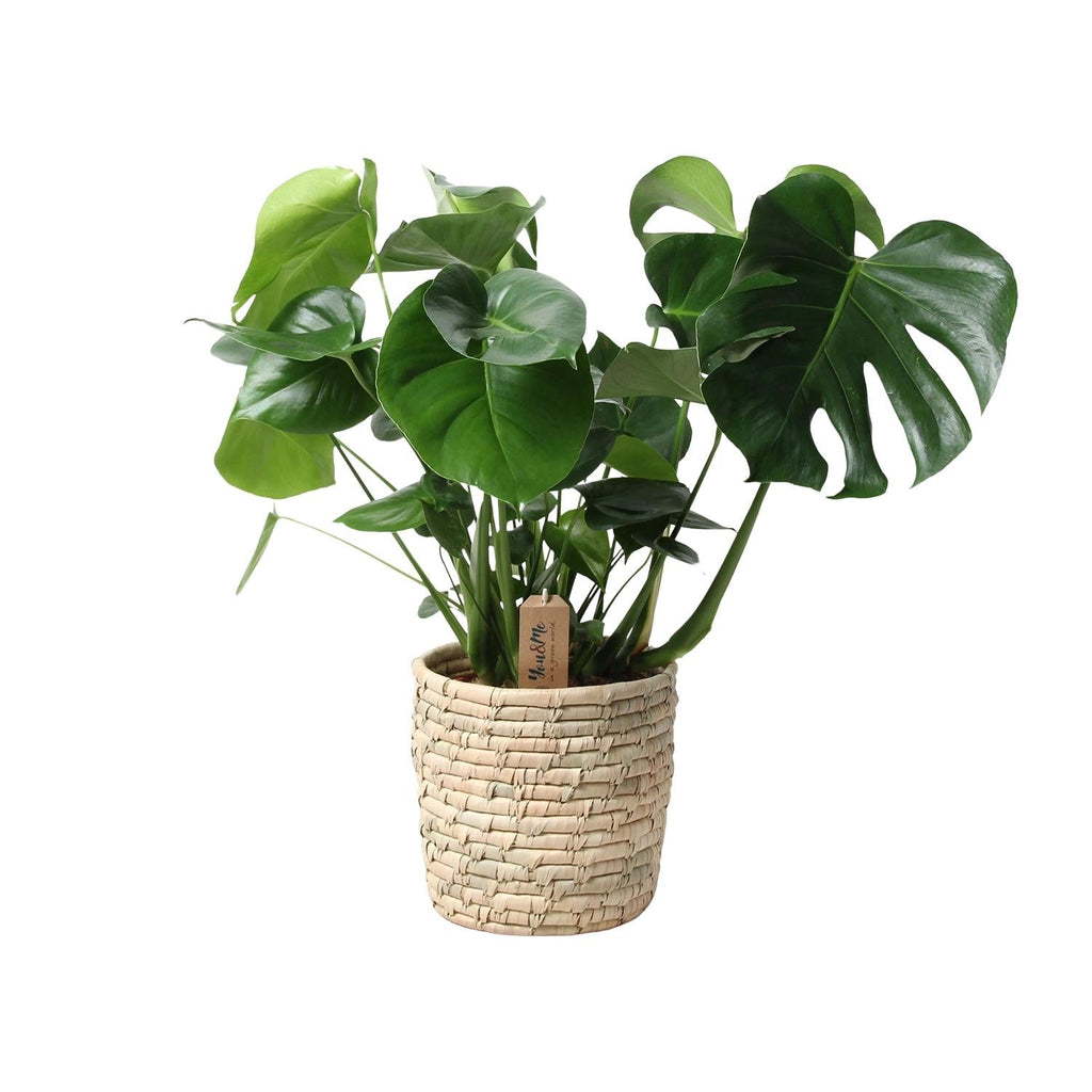 Monstera Deliciosa im Palmleaf Korb – Zimmerpflanze ca.60cm – Ø21cm – Schweizer Käsepflanze mit durchbrochenem Laub – Tropischer Look & luftreinigend – Plant