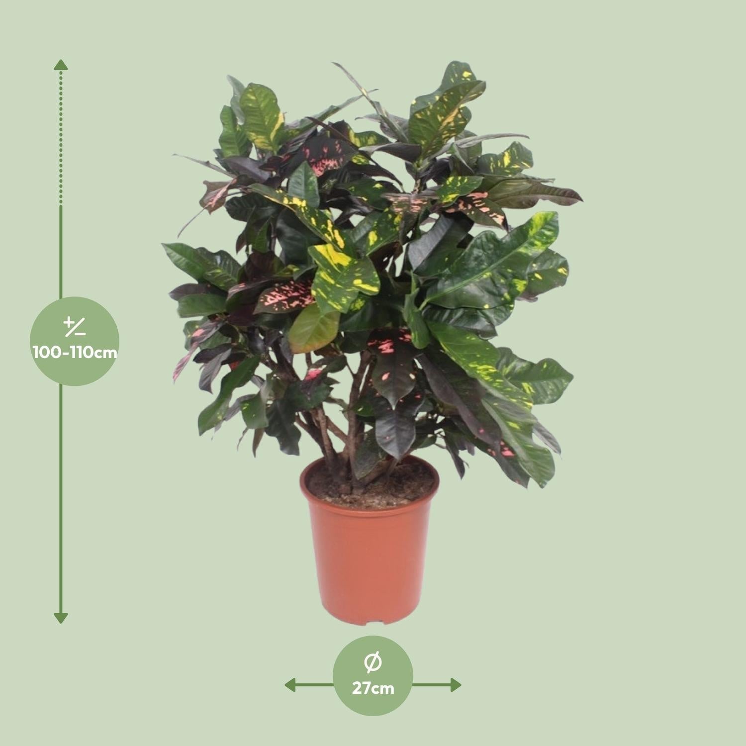 Croton Magnificent – Codiaeum Magnificent – Zimmerpflanze – Ø27cm – ↕110cm – Tropisch Bunt – Luftreinigend & Pflegeleicht – Plant