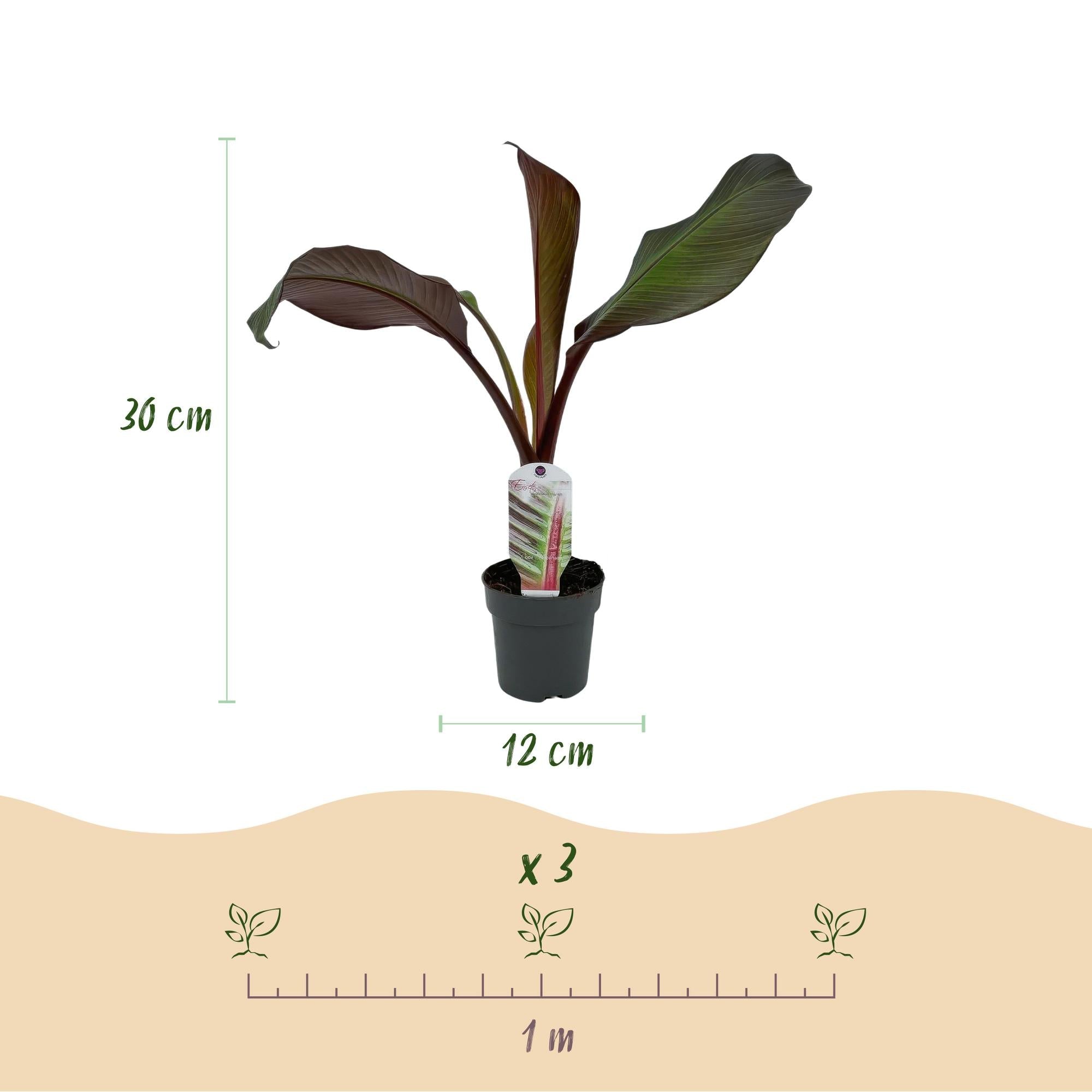 Bananenpflanze Ensete ventricosum Maurelli – Winterhart – Obstpflanze – Ø12cm – Höhe ca. 30cm – Plant