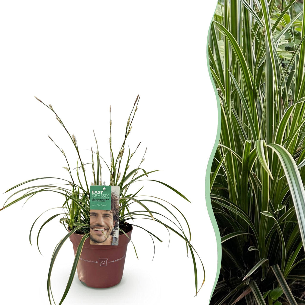 Ziergras Segge Carex morrowii Ice Dance – Weiß – Grün panaschiert – Immergrün & winterhart – Höhe ca. 50cm – 17cm – Pflegeleicht für Beet & Kübel – Plant