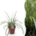 Ziergras Segge Carex morrowii Ice Dance – Weiß – Grün panaschiert – Immergrün & winterhart – Höhe ca. 50cm – 17cm – Pflegeleicht für Beet & Kübel – Plant