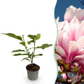 Magnolia soulangeana – 12cm – Höhe ca. 30cm – Laubabwerfende Tulpen – Magnolie mit großen rosa Frühjahrsblüten – Plant