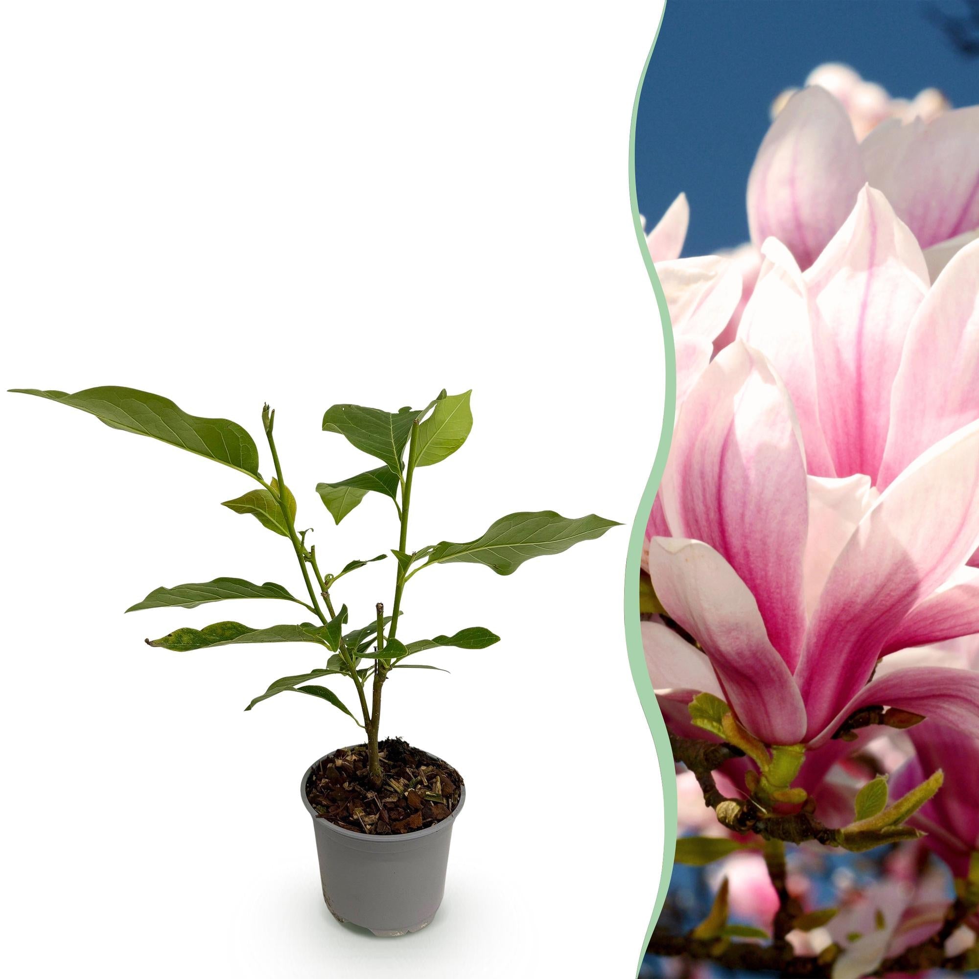 Magnolia soulangeana – 12cm – Höhe ca. 30cm – Laubabwerfende Tulpen – Magnolie mit großen rosa Frühjahrsblüten – Plant