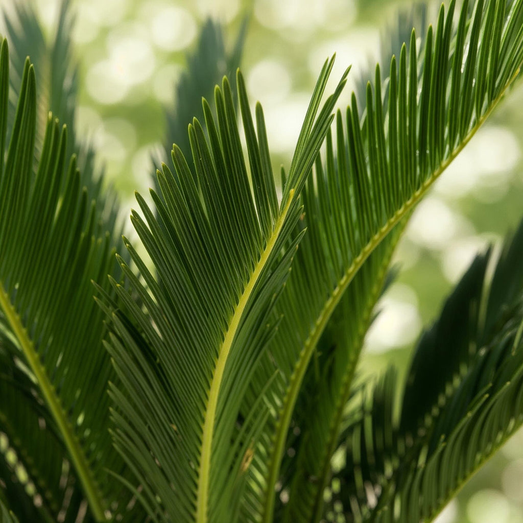 Cycas Revoluta – Palmfarn – 70cm – 17cm – Pflegeleichte Zimmerpflanze mit fiederförmigen Blättern – Robuste Sago – Palme für elegante Innenräume – Plant