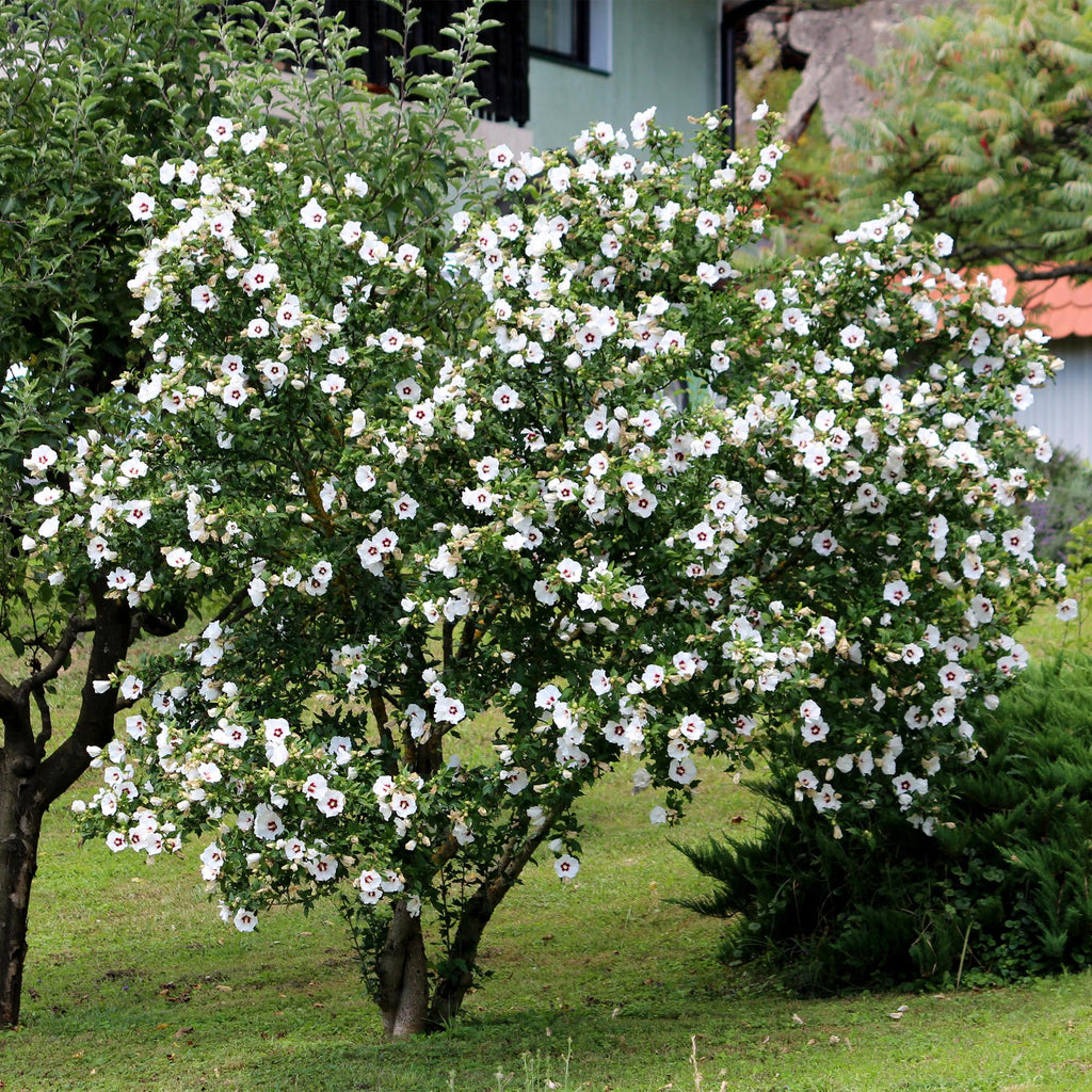 Garteneibisch Hibiscus syriacus Red Heart – Blüte Weiß mit Rotem Herzen – Strauch – Wenig Pflege – 17cm x H45cm – Sommerblüher & Bienenfreundlich – Plant