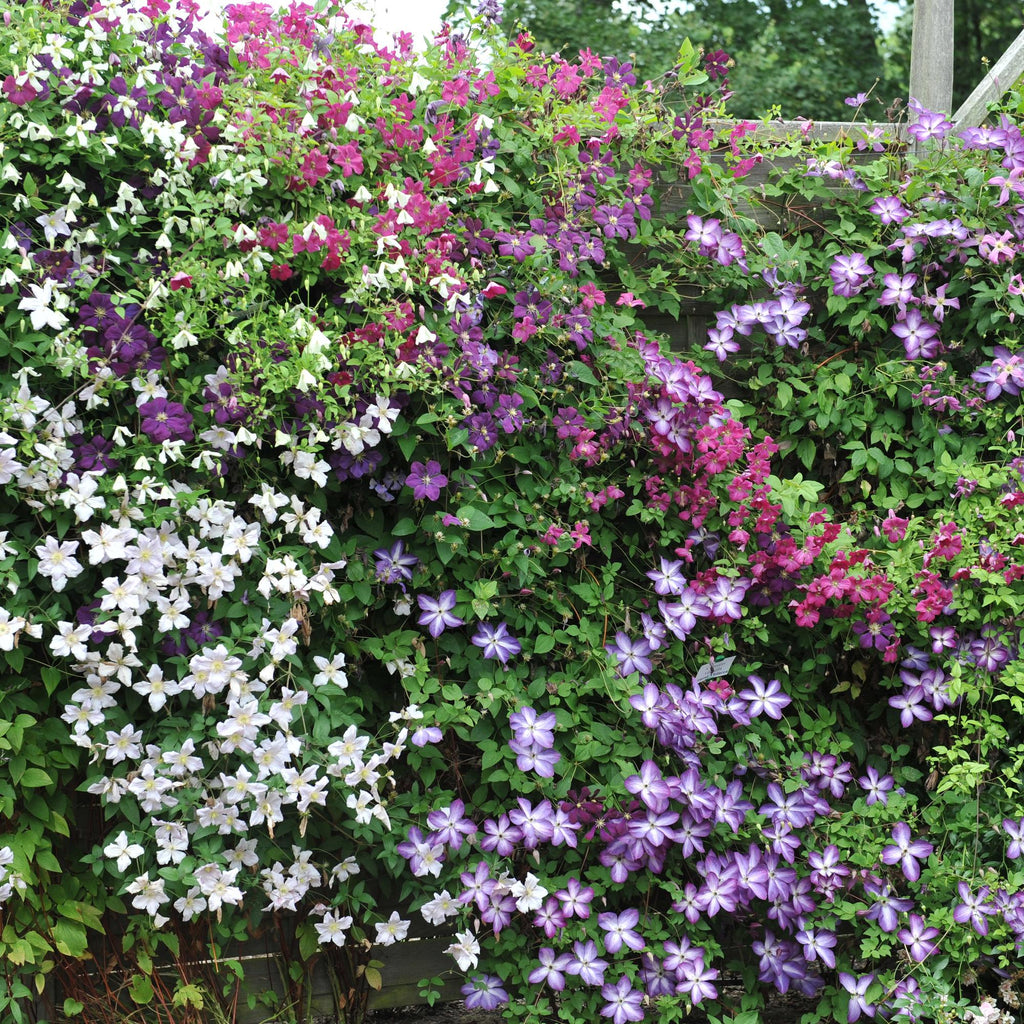 Kletterpflanze Clematis Tricolour – Mehrfarbige Blüten Rosa Weiß Lila – Wenig Pflege – 3 Pflanzen – 11cm Höhe 40cm – Für Garten, Balkon & Pergolen – Plant