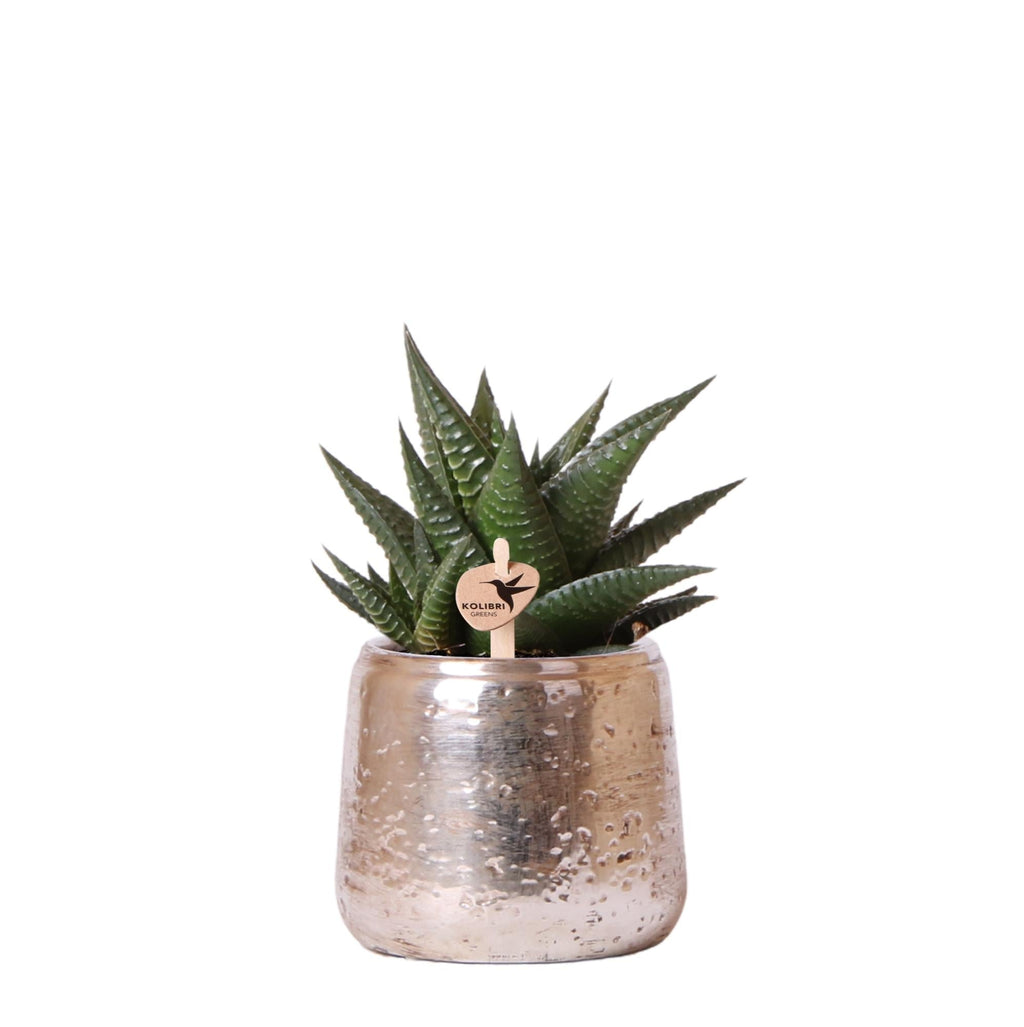 Sukkulente Haworthia Limifolia – Grüne Zimmerpflanze – Luxustopf Silber Ø9cm – Pflegeleichte Grünpflanze – Frisch vom Züchter – Plant