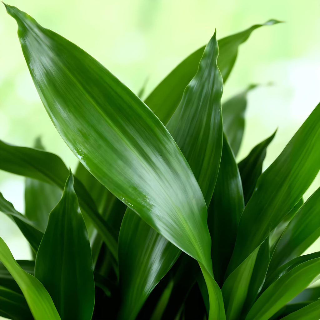 Dracaena fragrans Steudneri – 50-55cm – 17cm inkl. Naturkorb – Pflegeleichter Drachenblutbaum – Plant