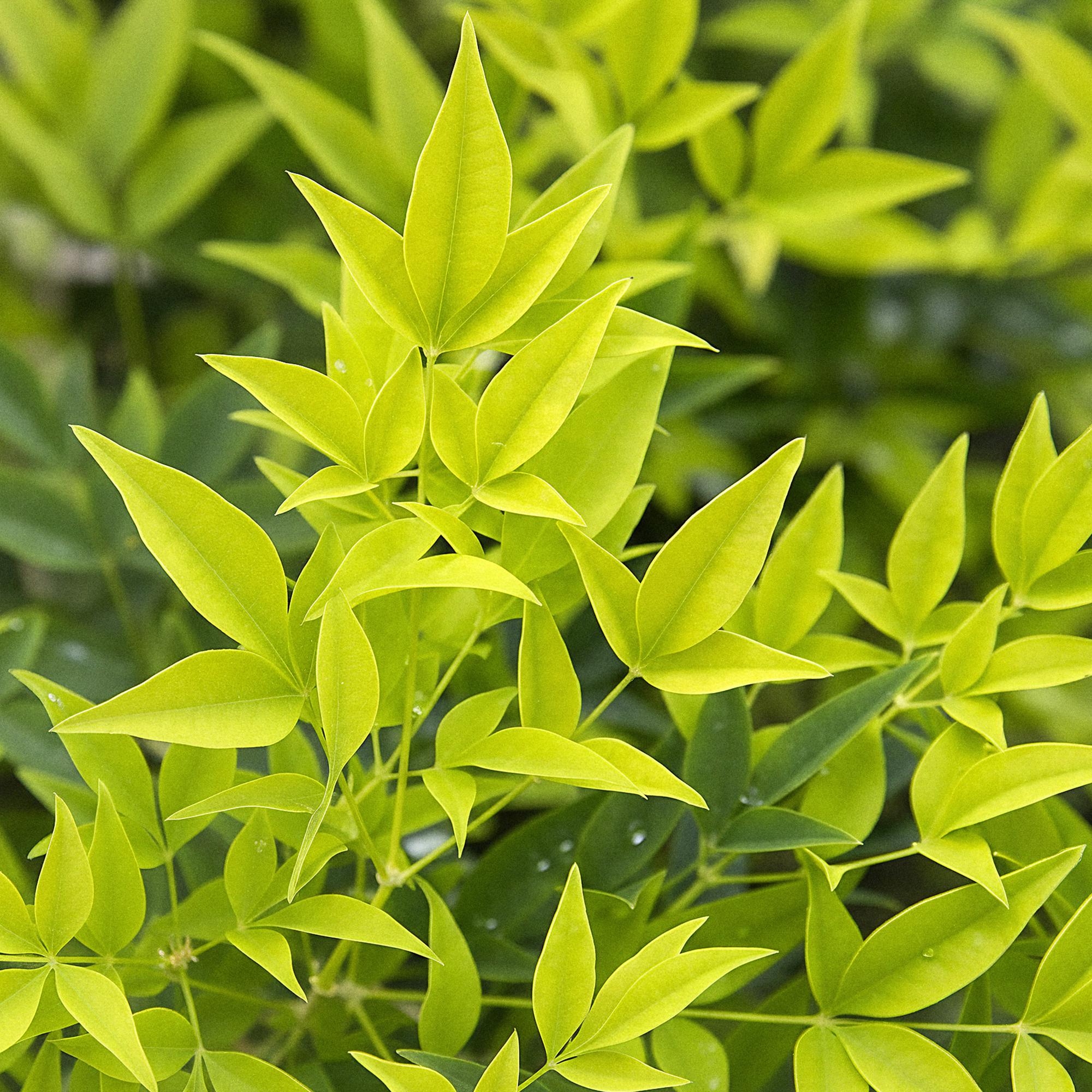 Heiliger Bambus Nandina Lemon & Lime – 17cm Höhe ca.45cm – Immergrün & farbintensiv – Gelbgrünes Laub – Pflegeleichter dekorativer Zierstrauch – Plant