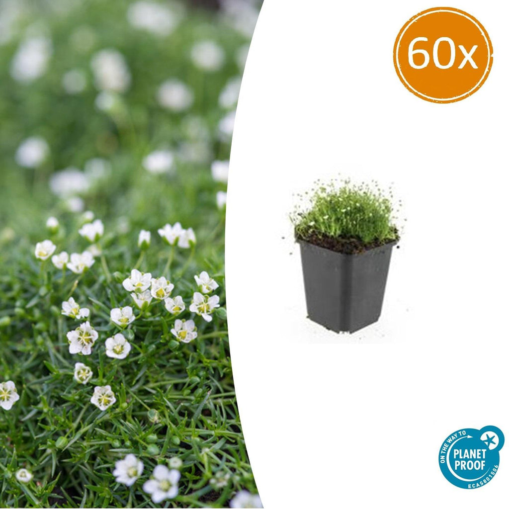 Sagina subulata Irisches Moos – Bodendecker Set Ø9cm – Immergrün & trittfest – Pfriemen Mastkraut für Fugen, Steingarten & Rasenersatz – Plant