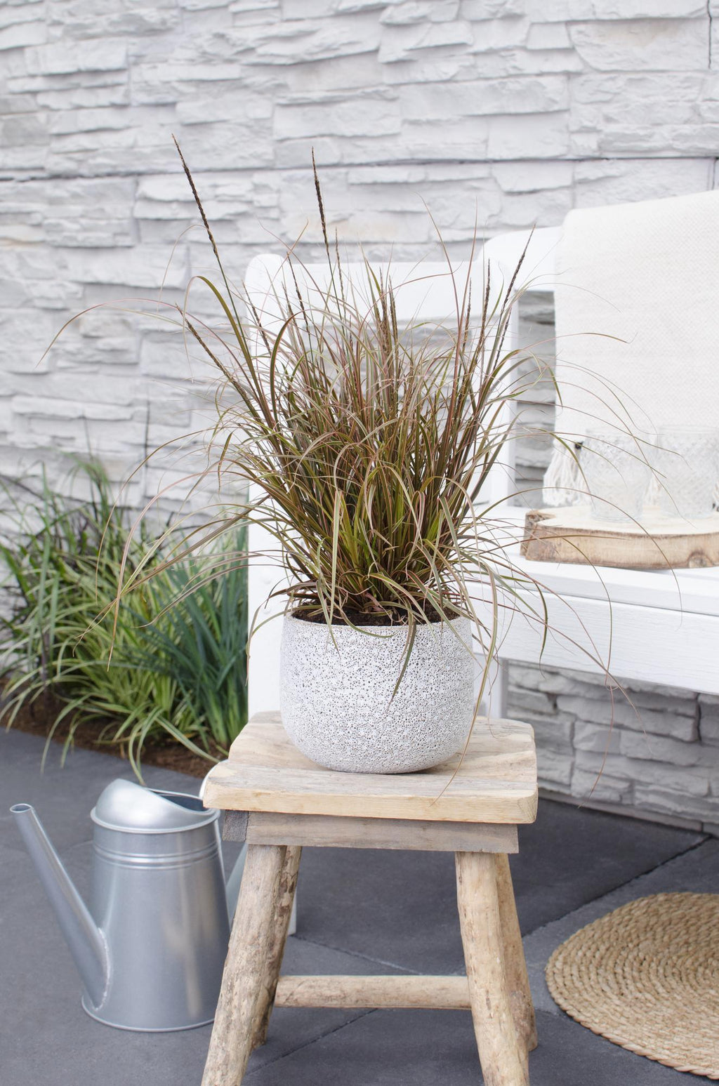 Mahagonigras – Uncinia rubra ‘Everflame’ – Ø14cm x ↕30cm – Ziergras mit rotbraunen Blättern – Immergrüne Red Zegge für Garten, Balkon & Terrasse – Pflegeleicht & winterhart – Plant
