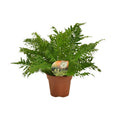 Zwerg – Baumfarn – Blechnum Silver Lady – Zimmerpflanze – Ø17cm – ↕50cm – Pflegeleicht – Silbergrüne Wedel – Luftreinigend – Plant