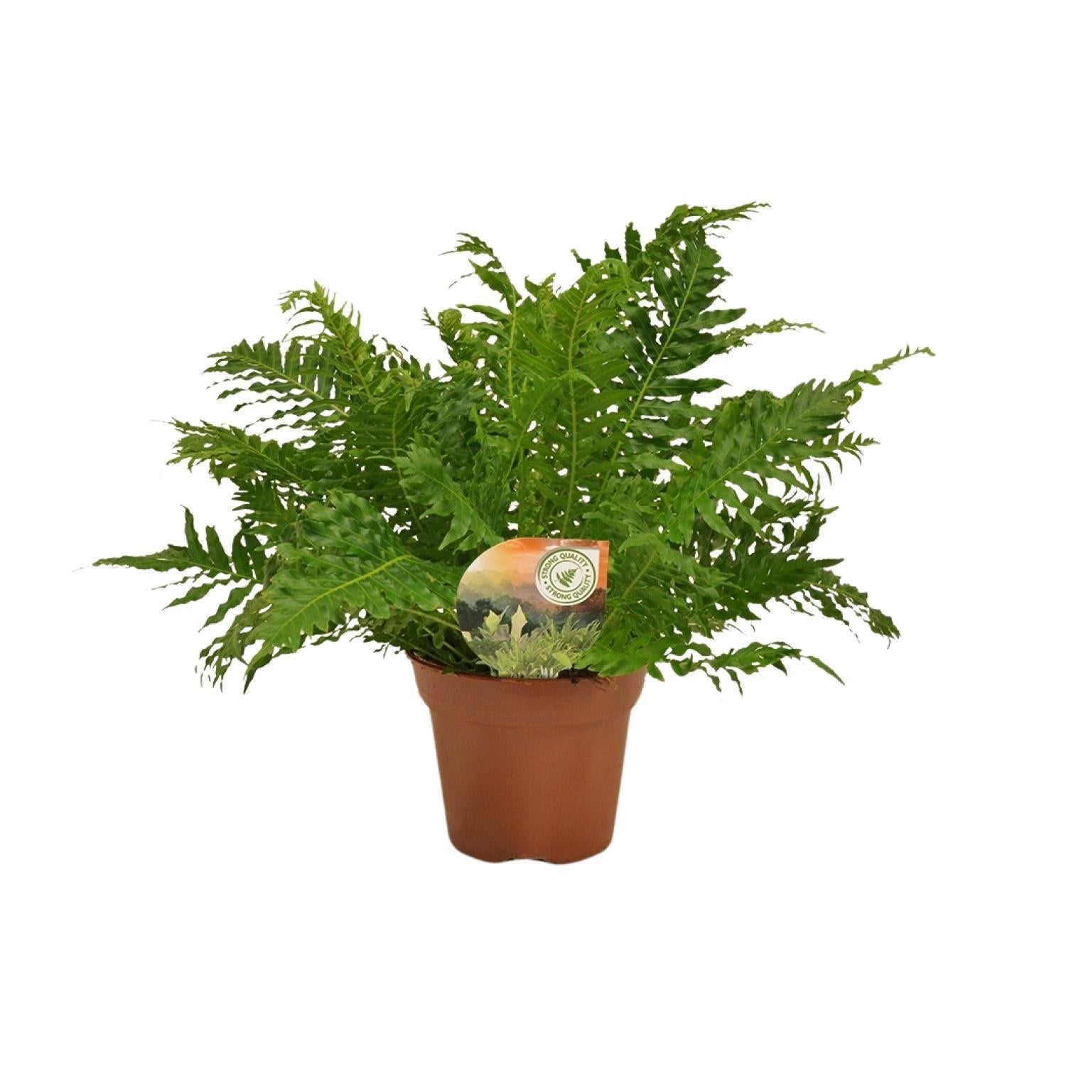 Zwerg – Baumfarn – Blechnum Silver Lady – Zimmerpflanze – Ø17cm – ↕50cm – Pflegeleicht – Silbergrüne Wedel – Luftreinigend – Plant