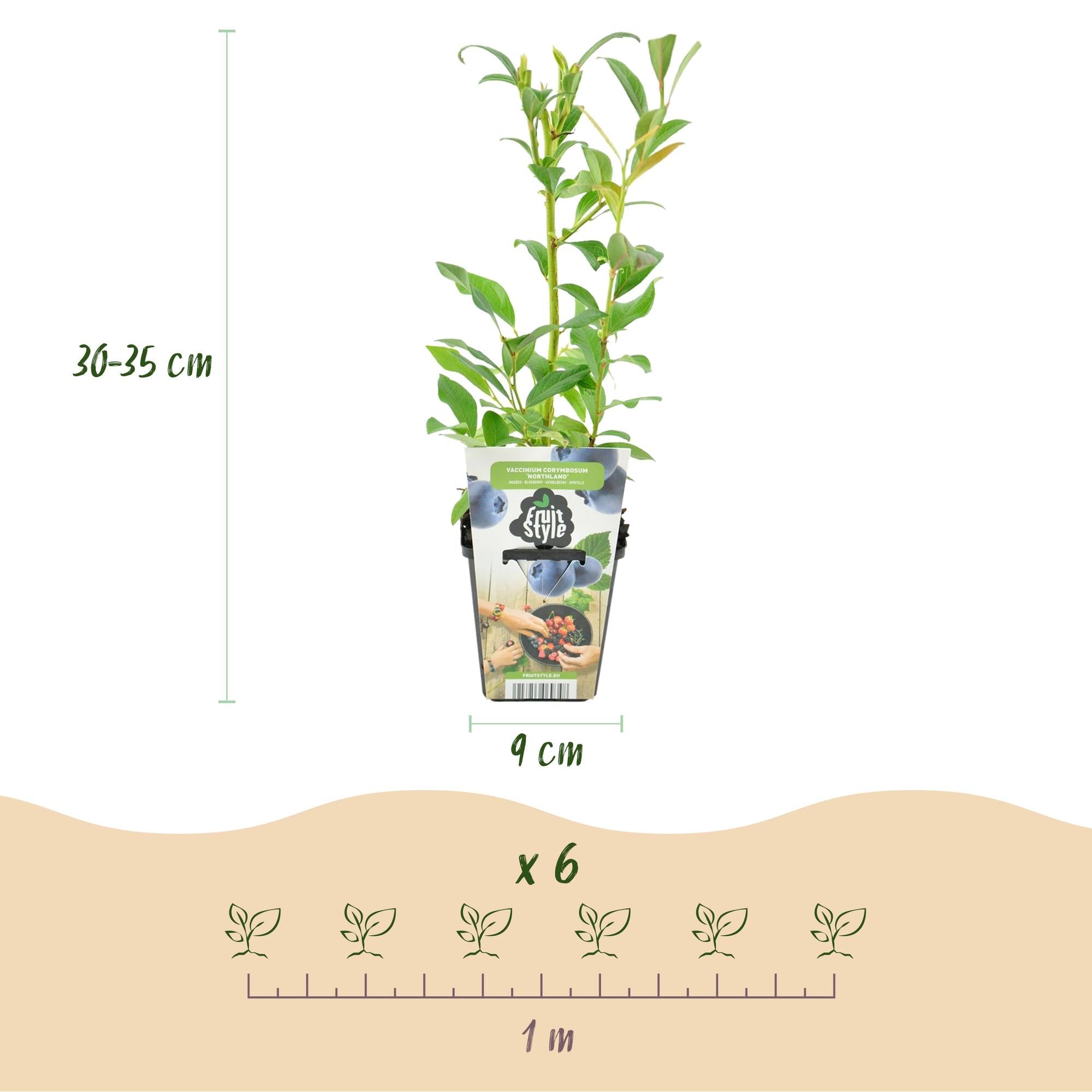Blaubeere Vaccinium corymbosum Northland winterhart Ø9cm Höhe30cm – Aromatische Blaubeere für Garten Balkon & Terrasse