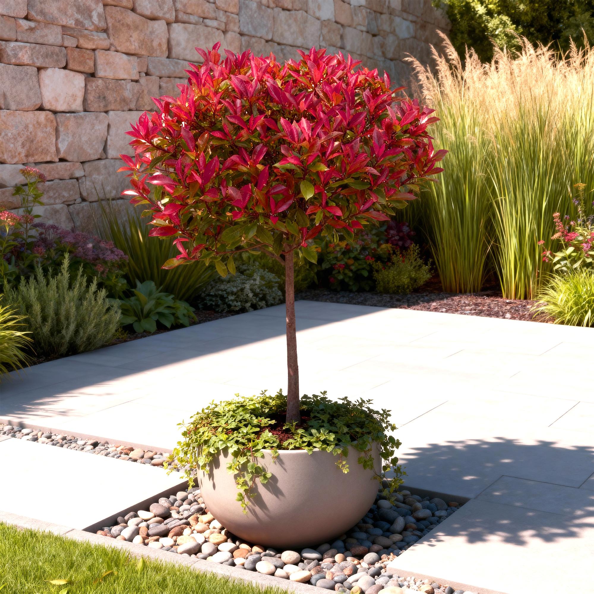 Glanzmispel Photinia fraseri Carré Rouge – 19cm Höhe ca.90cm – Immergrün & winterhart – Grün – rotes Laub – Ziergehölz – Plant