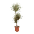 Drachenbaum Dracaena Bicolor Zimmerpflanze Ø21cm – Höhe ca.120cm – zweifarbiges Laub – pflegeleichte Grünpflanze für Wohnung & Büro – ideal bei Halbschatten – Plant