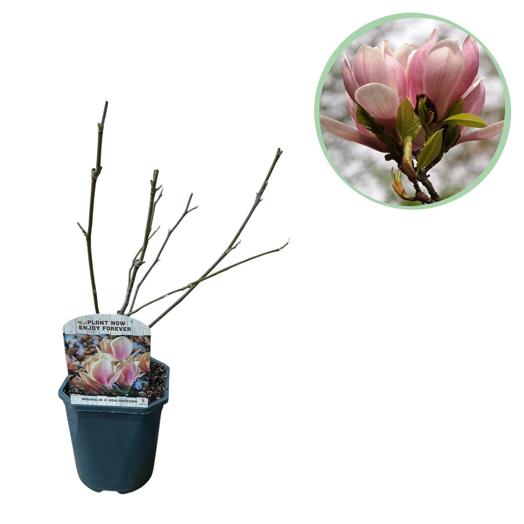 Tulpen – Magnolie Magnolia Soulangiana – Strauch/Baum – Blüten Hellrosa – Frühjahrsblüher – Pflegeleicht – 17cm Höhe 45cm – Für Garten & Terrasse – Plant