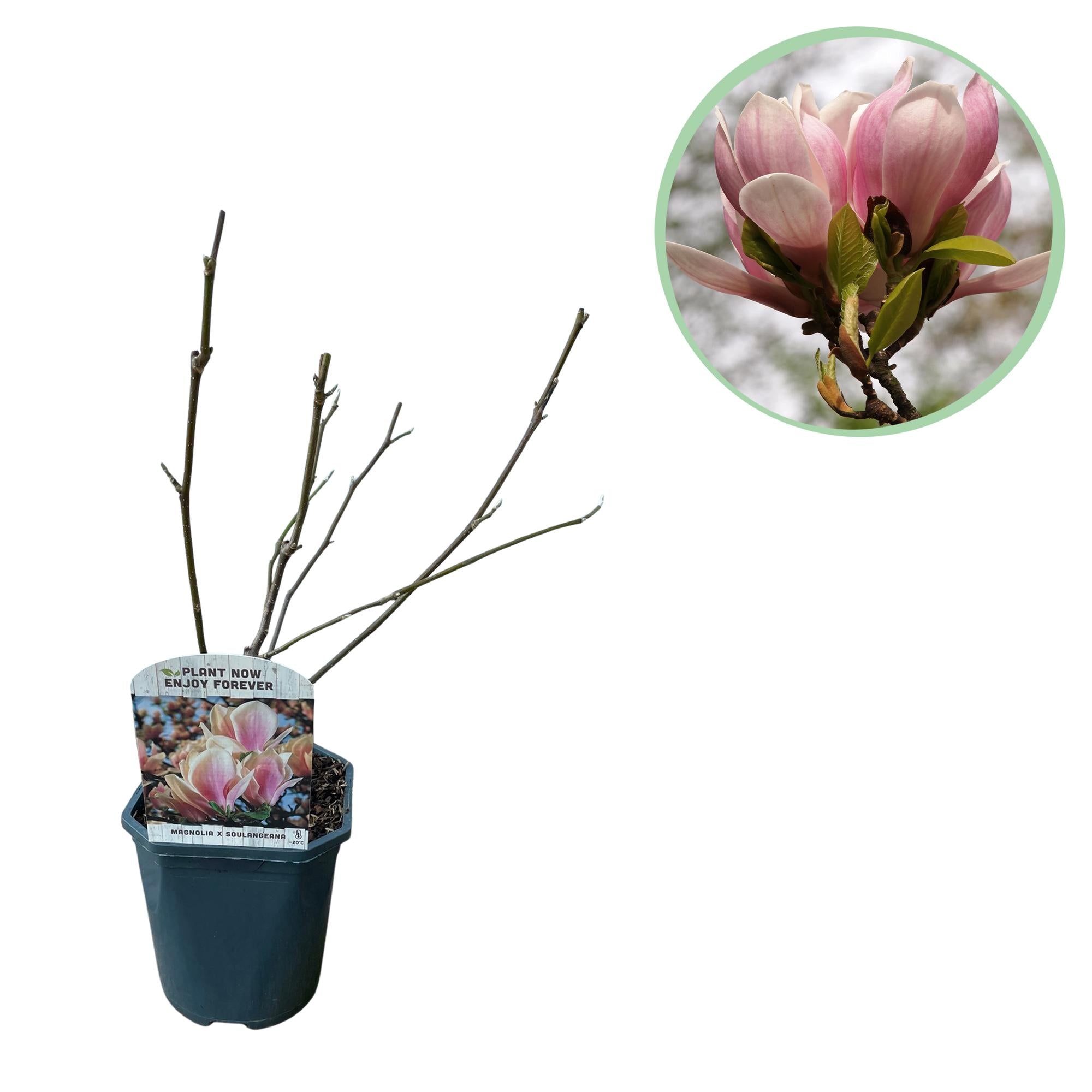 Tulpen – Magnolie Magnolia Soulangiana – Strauch/Baum – Blüten Hellrosa – Frühjahrsblüher – Pflegeleicht – 17cm Höhe 45cm – Für Garten & Terrasse – Plant