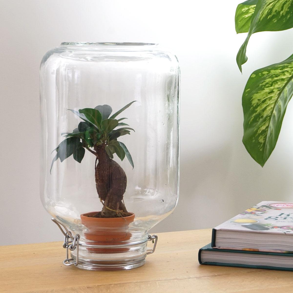 Flaschengarten Easyplant – Terrarium mit Ficus Ginseng Bonsai – Selbstbewässernde Zimmerpflanze im italienischen Einmachglas