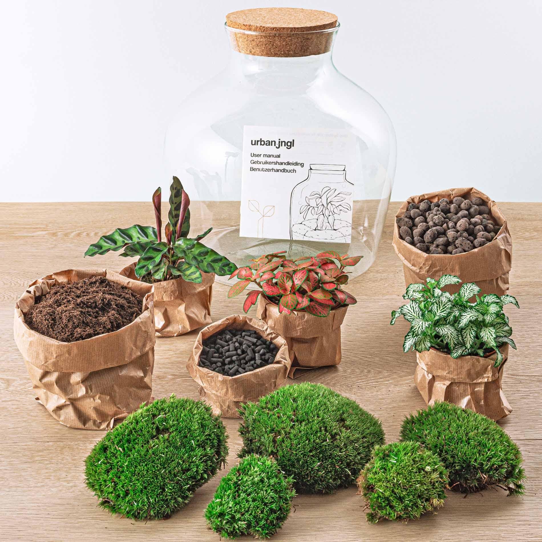 Flaschengarten DIY Bausatz – Terrarium Fat Joe Rot – Ø29cm x ↕30cm – Selbstversorgendes Pflanzterrarium mit Moosen & Zimmerpflanzen – Plant