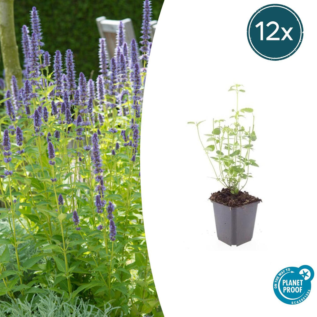 Asiatische Duftnessel Agastache 'Black Adder' – Staude mit dunkelvioletten Blüten – Ø9cm – Blütezeit Sommer bis Herbst – Plant