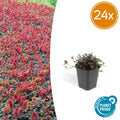 Acaena microphylla 'Kupferteppich' – Bodendecker Ø9cm – Höhe 10-25cm – Flachwachsende, pflegeleichte Pflanze – Für Garten, Steingarten & Wege – Plant