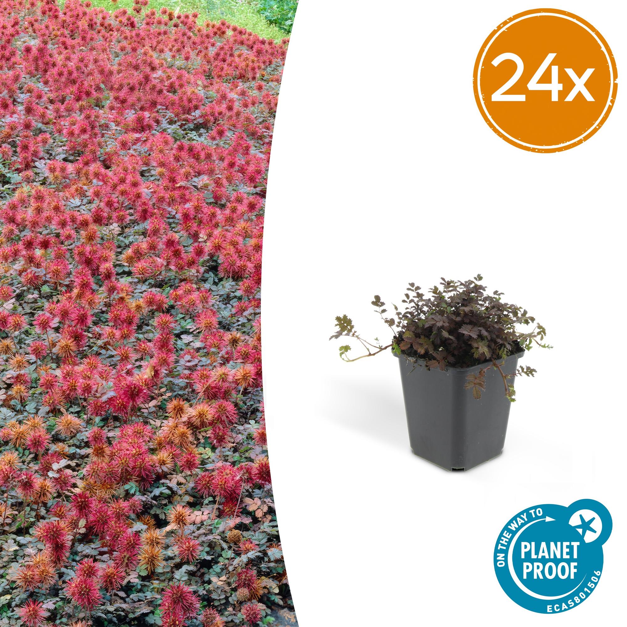 Acaena microphylla 'Kupferteppich' – Bodendecker Ø9cm – Höhe 10-25cm – Flachwachsende, pflegeleichte Pflanze – Für Garten, Steingarten & Wege – Plant