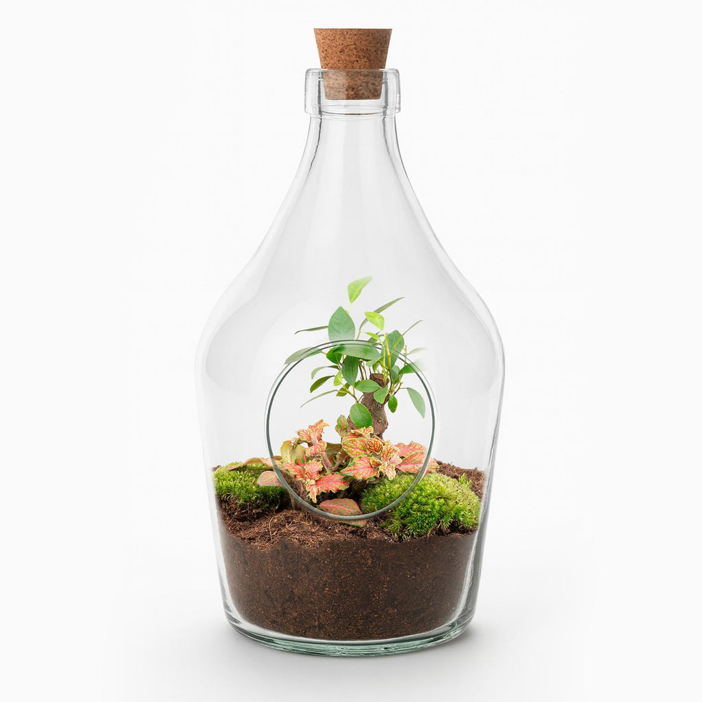 Offener Flaschengarten John 30cm – Bonsai & Ruby Lime Fittonia – Glasflaschenterrarium mit Moos – Natürliches Mini – Ökosystem – Kit & Pflanzen – Standard
