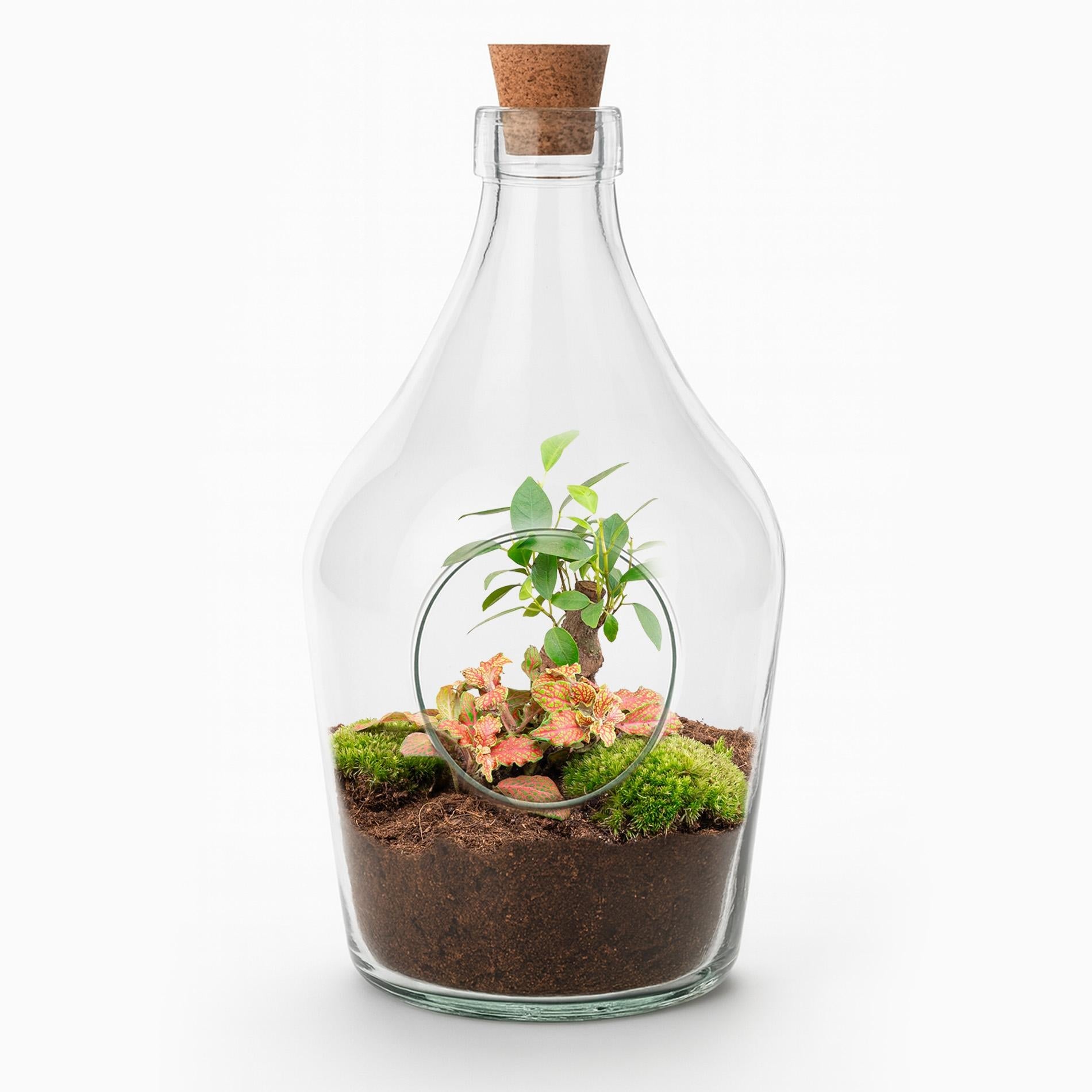 Offener Flaschengarten John 30cm – Bonsai & Ruby Lime Fittonia – Glasflaschenterrarium mit Moos – Natürliches Mini – Ökosystem – Kit & Pflanzen – Standard
