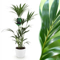 Howea Forsteriana Kentia – Palme Zimmerpflanze mit weißem Topf Ø21cm Höhe 120-130cm Pflegeleichte große Grünpflanze für Wohnzimmer Büro Schlafzimmer