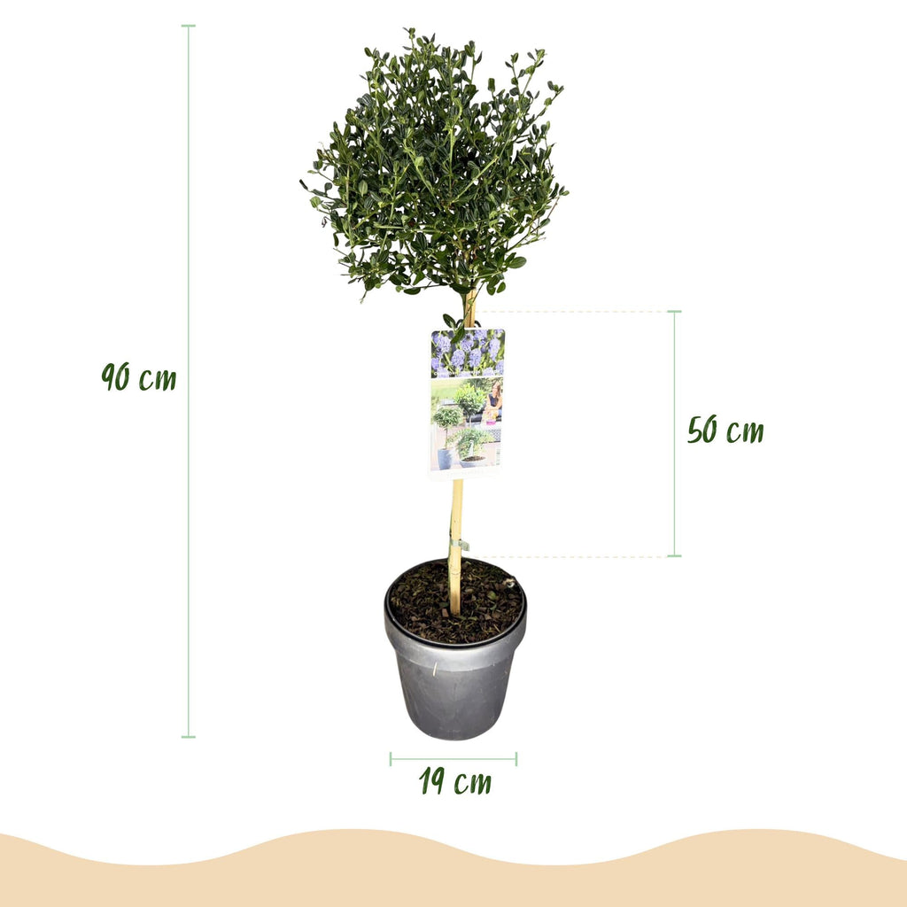 Säckelblume Ceanothus impressus Victoria Ø19cm Höhe90cm – Immergrüne Terrassenpflanze mit lila Blüten – Winterharter Zierstrauch für Balkon & Garten – Plant