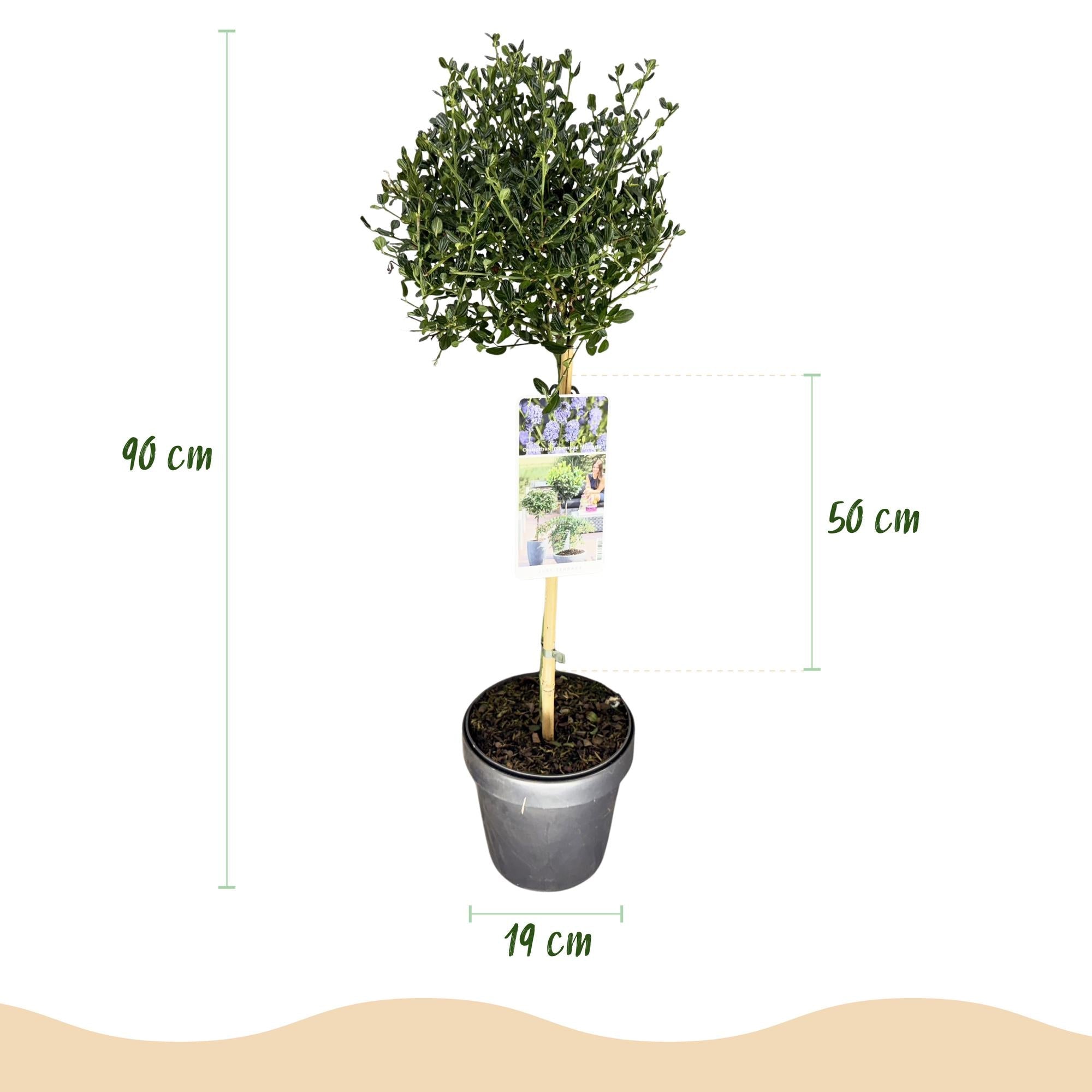 Säckelblume Ceanothus impressus Victoria Ø19cm Höhe90cm – Immergrüne Terrassenpflanze mit lila Blüten – Winterharter Zierstrauch für Balkon & Garten – Plant