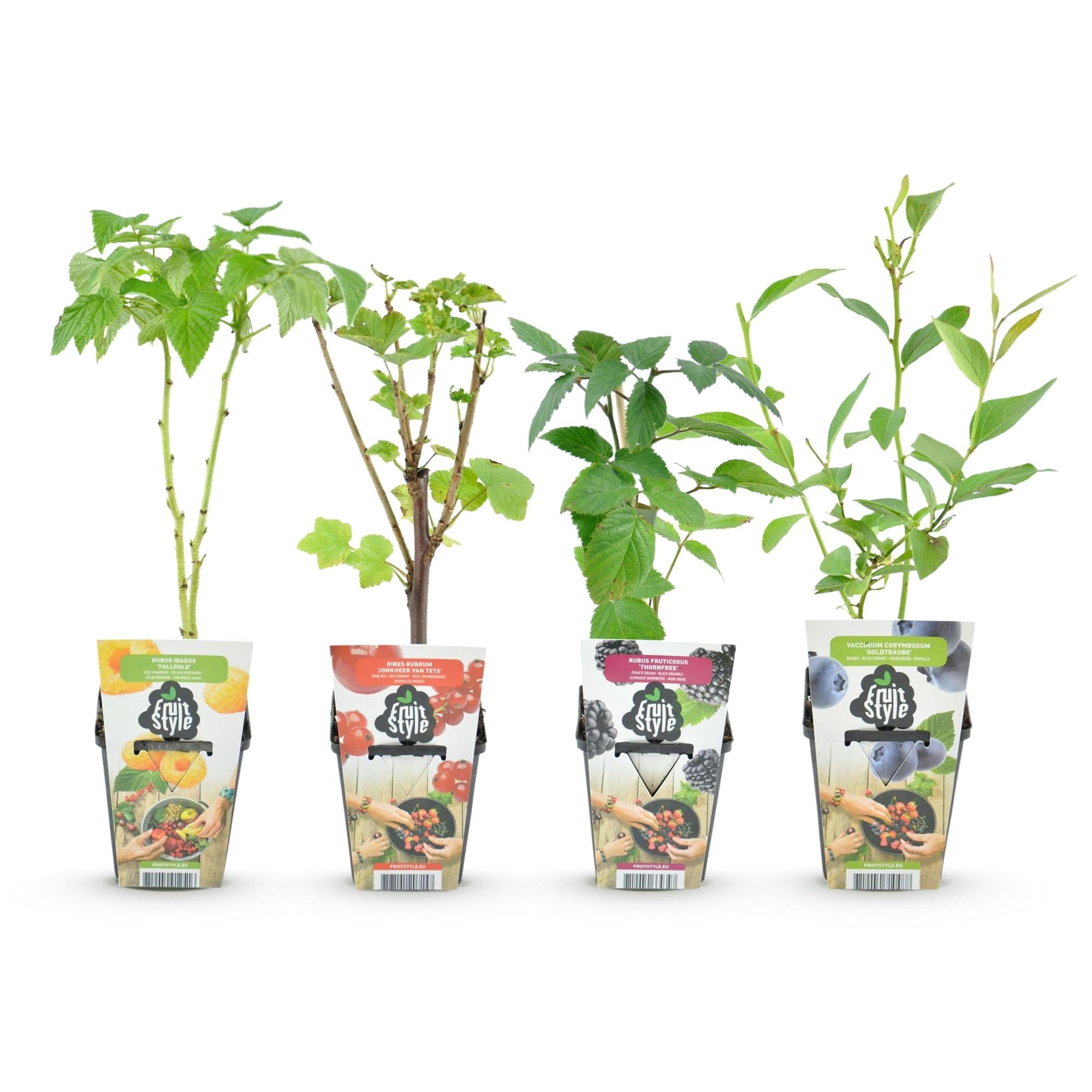 Obstpflanzen Set winterhart 4 Pflanzen Ø9cm Höhe 30cm – Rote Johannisbeere Gelbe Himbeere Schwarze Brombeere Blaubeere – Für Garten Balkon & Terrasse