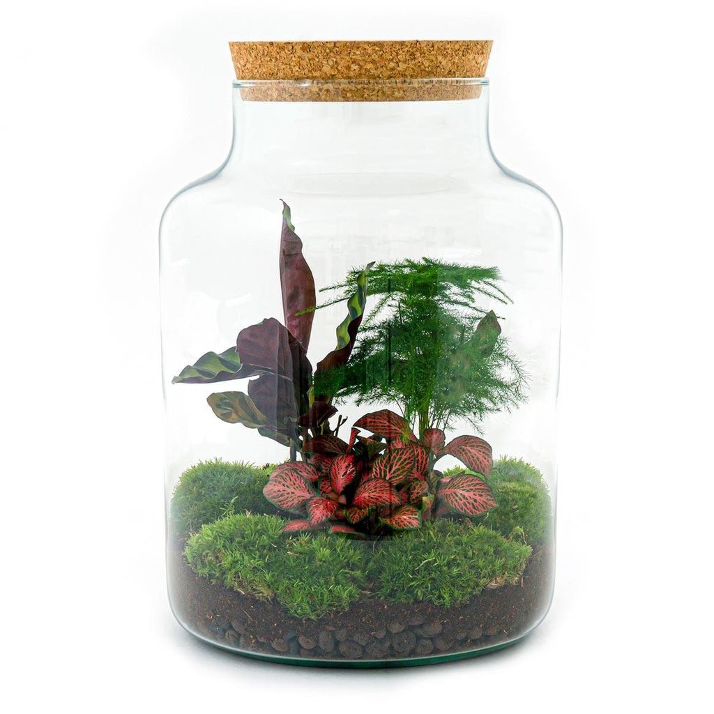 Flaschengarten Milky – DIY Bausatz Terrarium – ↕30cm – Do It Yourself Pflanzen – Set im Glas mit Korkdeckel – Autarkes Mini – Ökosystem – Plant