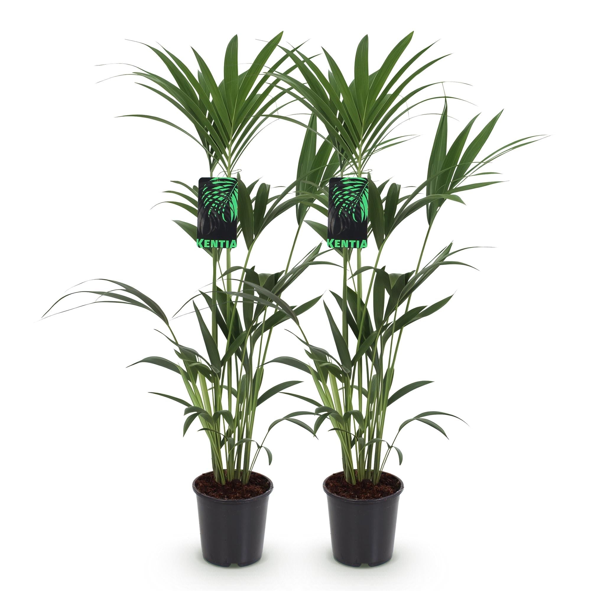 Howea Forsteriana – Kentia – Palme – 2 Pflanzen – 120-130cm – 21cm – Pflegeleichte Zimmerpalmen mit eleganten Wedeln