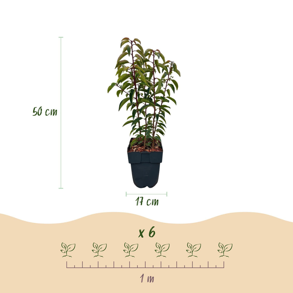 Chickasa – Pflaume – Prunus lusitanica Angustifolia – 6 Pflanzen – Heckenpflanze 1m – Immergrün – Blatt grün – 17cm – Höhe 50cm – Plant