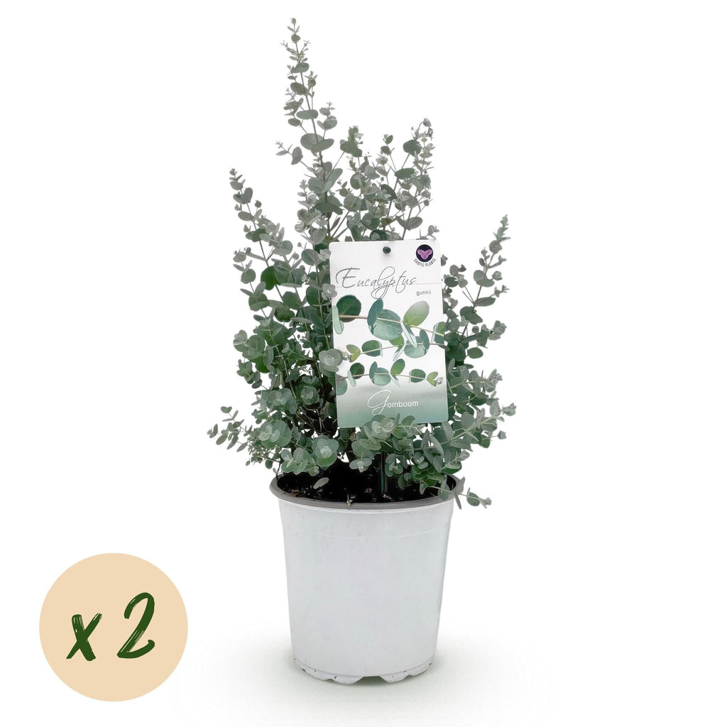 Eukalyptusbaum Eucalyptus gunnii – Winterhart – Terrassenpflanze – Grau – Ø17cm, Höhe ca. 40cm – Duftende & pflegeleichte Garten – Plant