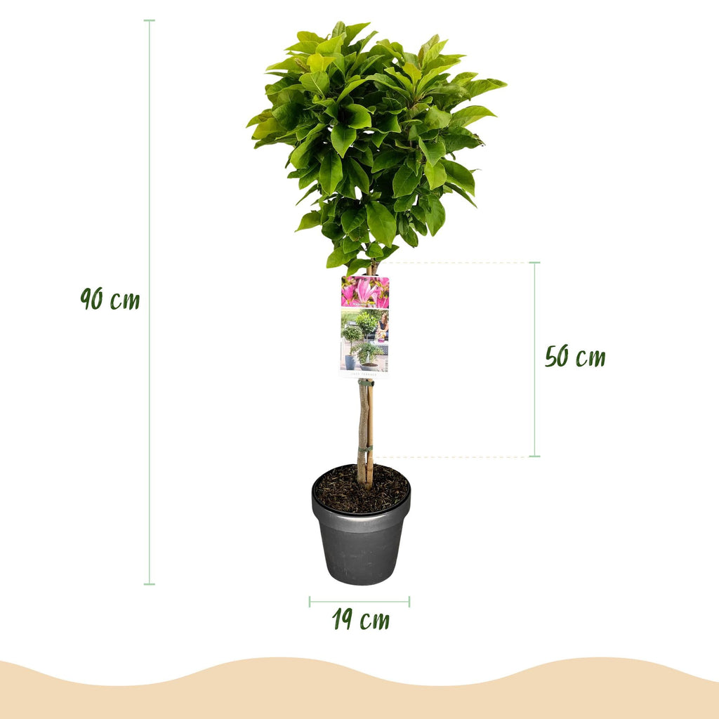 Magnolie Magnolia Susan – 19cm Höhe ca.90cm – Rosa blühend & duftend – Laubabwerfend & winterhart – Zierbaum für Beet Balkon Terrasse – Plant