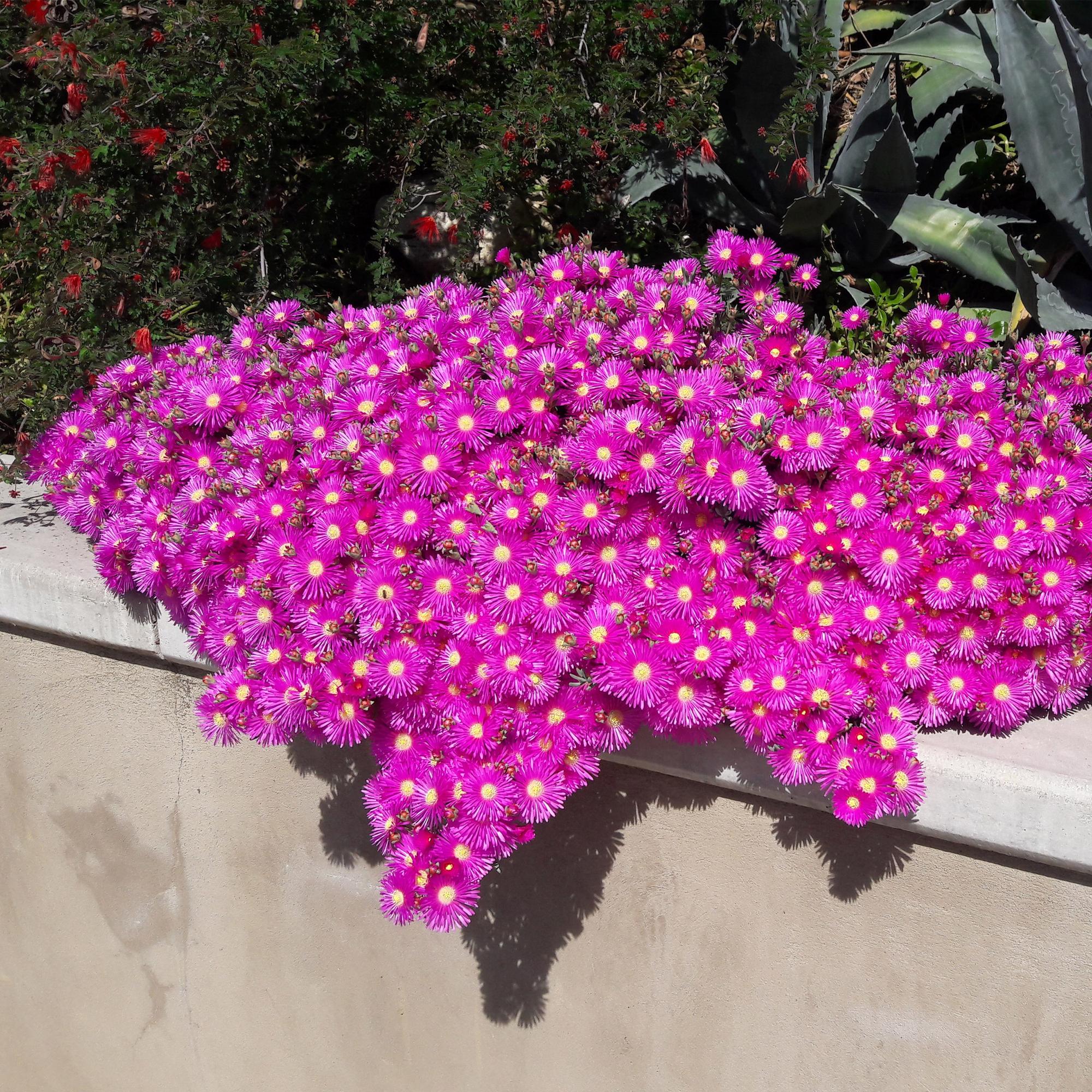 Delosperma Mix – 4 winterharte Bodendeckerpflanzen – Farben Rot, Gelb, Lila & Rosa – Pflegeleichte Blühpflanzen 14cm – 17cm Höhe – Für Beet, Balkon & Terrasse – Plant