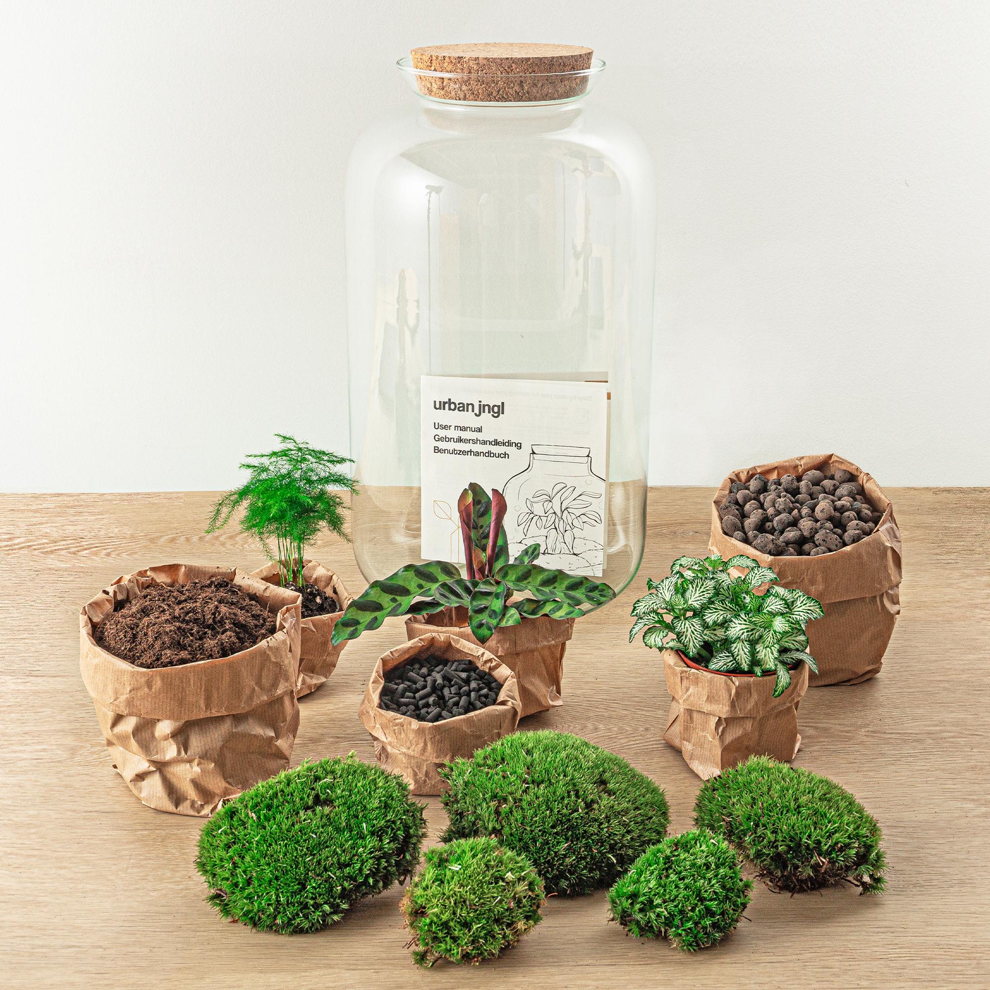 Flaschengarten Botanical Sven XL – DIY Bausatz Terrarium – ↕43cm – Do It Yourself Pflanzen – Set mit Korkdeckel – Autarkes Ökosystem – Plant