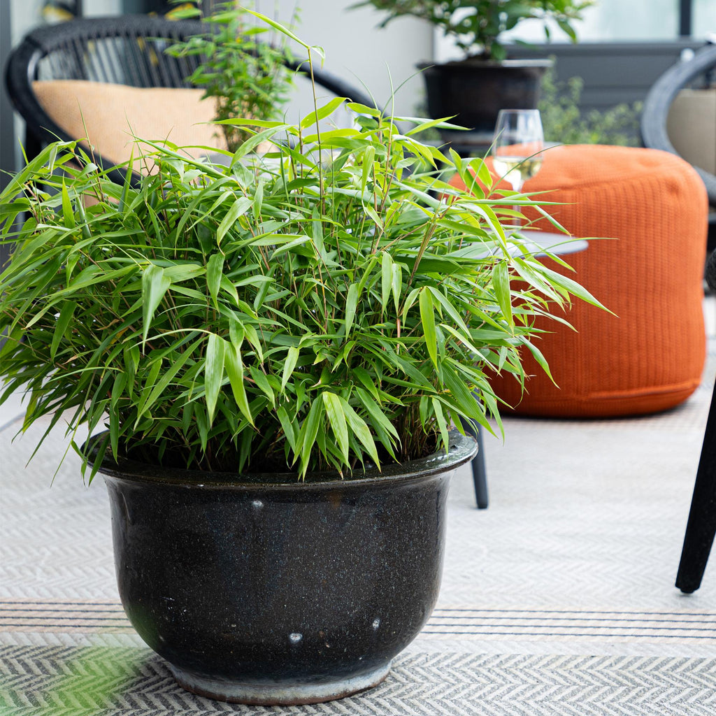 Bambus Fargesia rufa – Immergrün – Grüner Bambus für Hecke, Garten & Terrasse – Ø14cm Höhe ca. 35cm – Plant