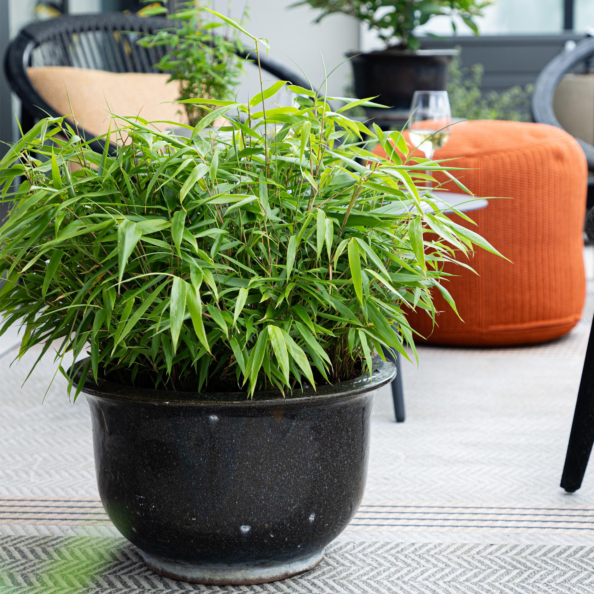 Bambus Fargesia rufa – Immergrün – Grüner Bambus für Hecke, Garten & Terrasse – Ø14cm Höhe ca. 35cm – Plant