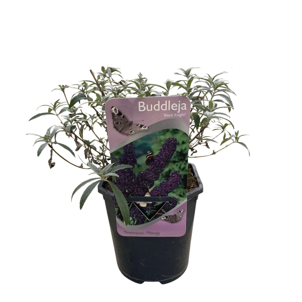 Schmetterlingsstrauch Buddleja davidii Purple Emperor – Blüte Lila – Schmetterlingsanziehend – 17cm Höhe 25cm – Pflegeleicht & Sonnentolerant – Plant
