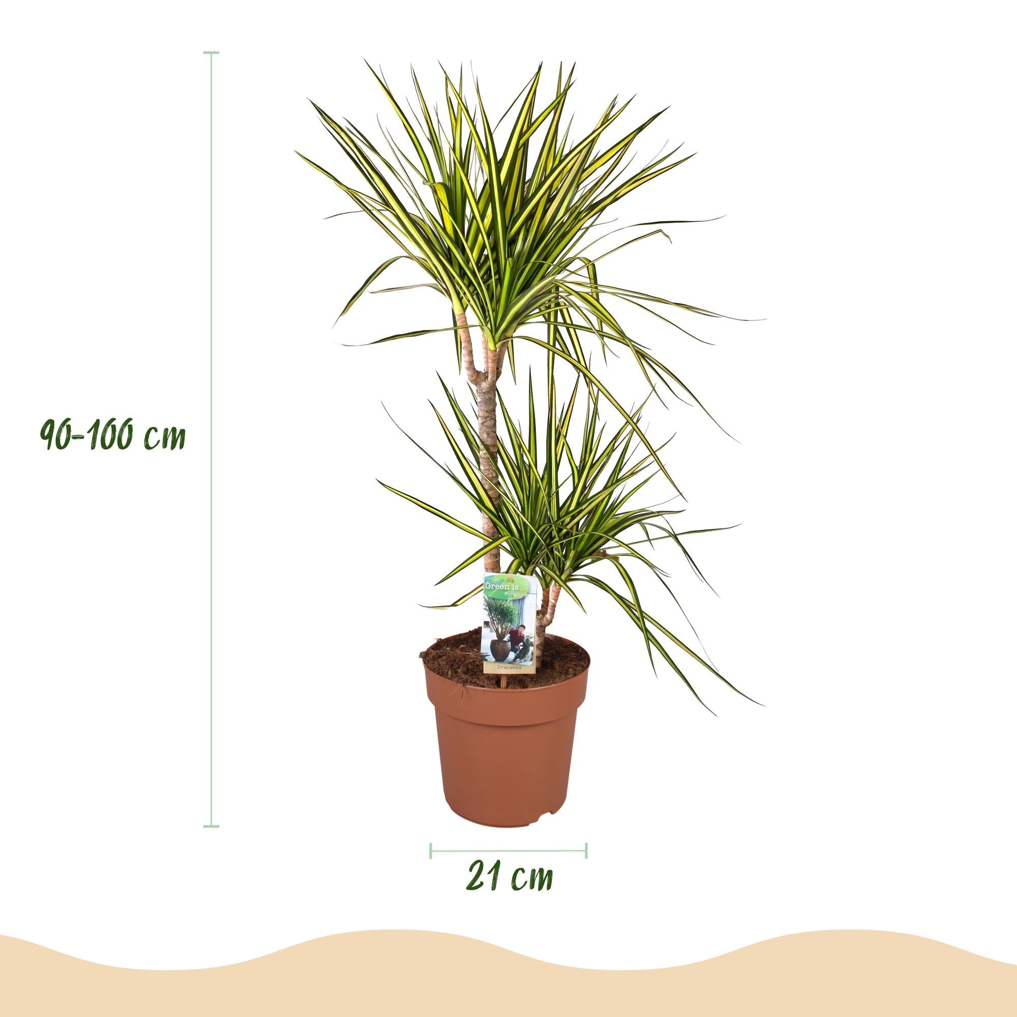 Dracaena Sunray – 90-100cm – 21cm – Pflegeleichter Drachenbaum in Grün – Gelb – Farbenfrohe Zimmerpflanze für Wohnzimmer, Büro & Eingangsbereich – Plant