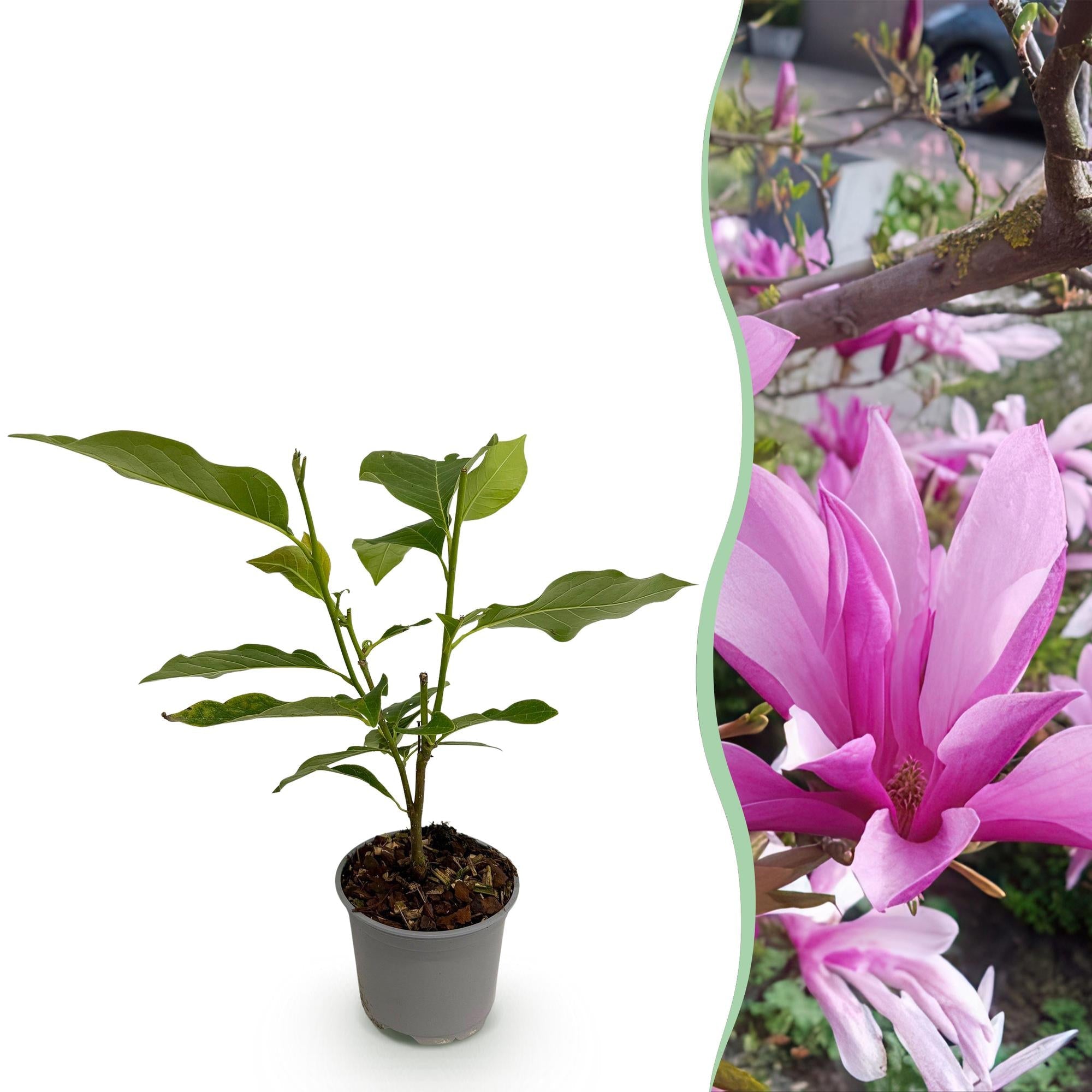 Magnolia Susan – 12cm – Höhe ca. 30cm – Laubabwerfende Magnolie mit tief lilafarbenen duftenden Frühjahrsblüten – Plant