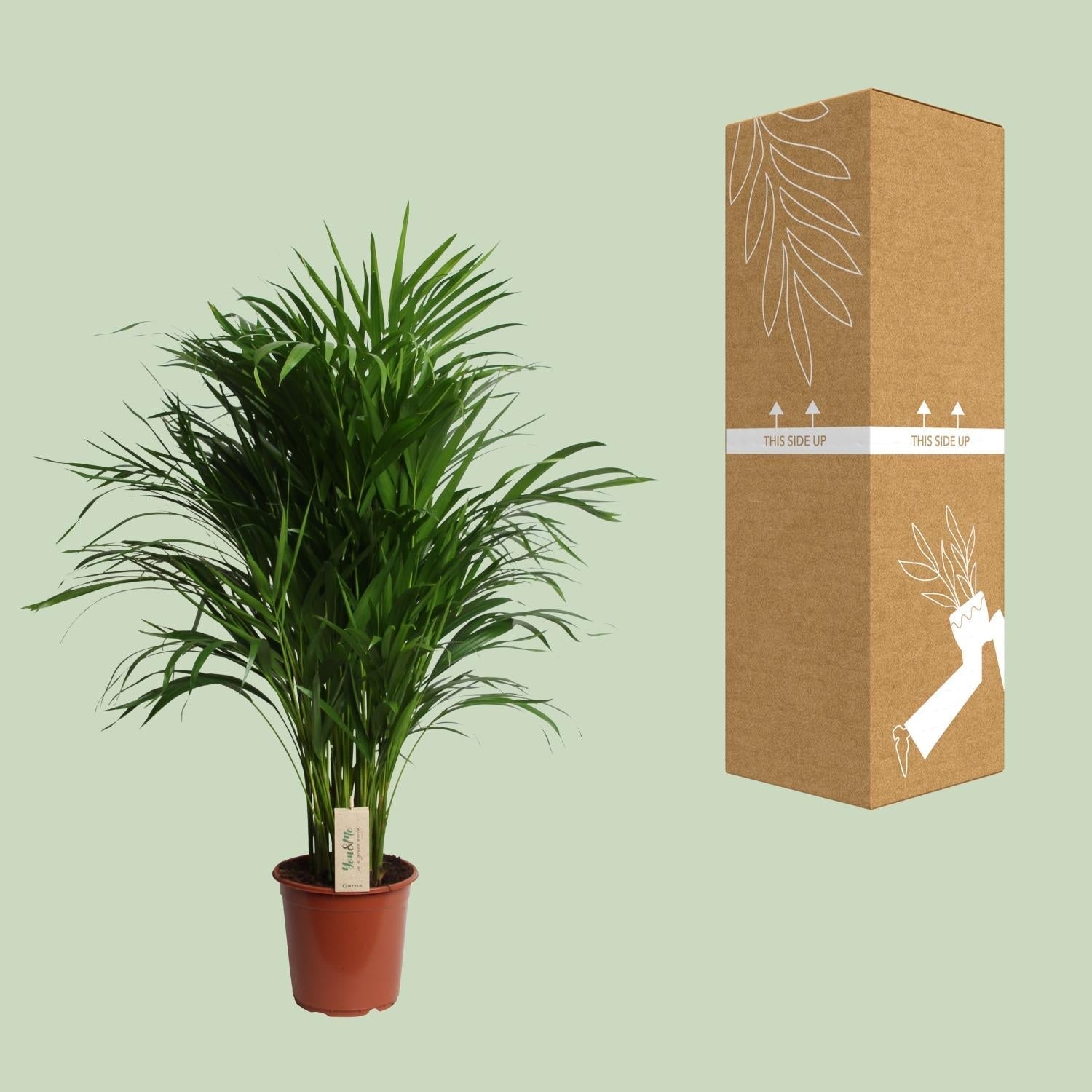 Dypsis Lutescens – Areca Palme – Höhe ca. 100cm – Ø21cm – Elegante Zimmerpalme mit gefiederten Blättern – Luftreinigende & pflegeleichte Grünpflanze für Wohnzimmer, Büro & Wintergarten – Plant