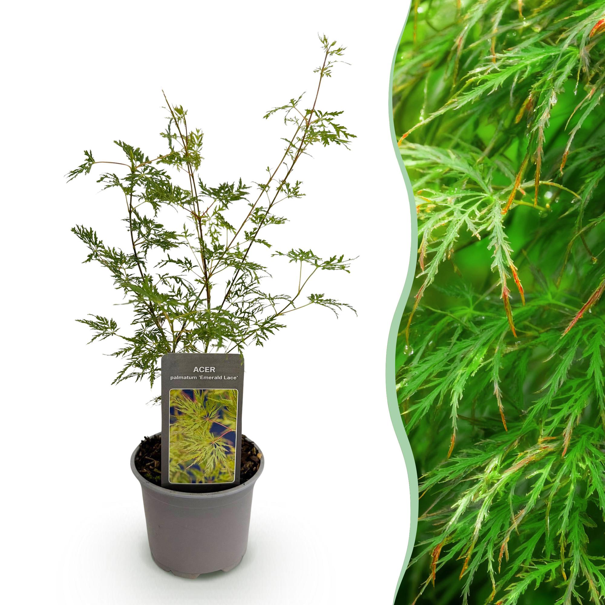 Ahorn Acer palmatum Emerald Lace – 12cm Höhe ca.35cm – Fein gefiedertes grünes Laub & elegante Struktur – Laubabwerfend & pflegeleicht – Plant